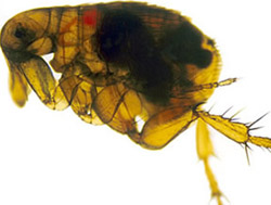 Plague-Infected Flea